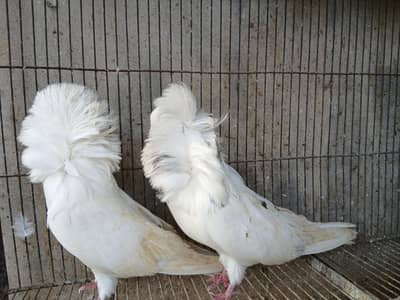 two pairs jecobin pegions, fancy pegion, beautiful pegions