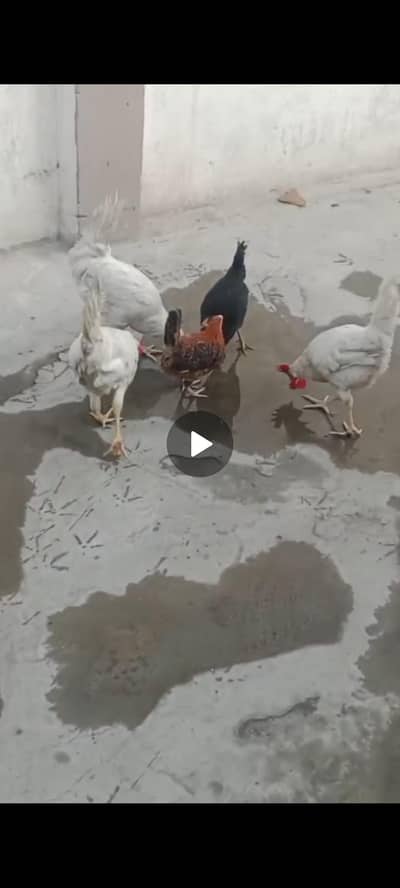 5 hens 3 murgha 2murghe