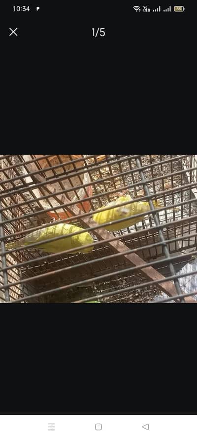 Full yellow color Australian breeder pair female in red eye