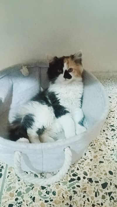 Persian celico kitchen  healthy playfull