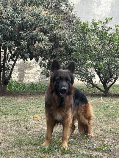 Male German Shepherd Available for Stud Service