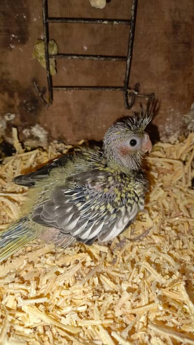 Pearl Cocktail Chick For sale