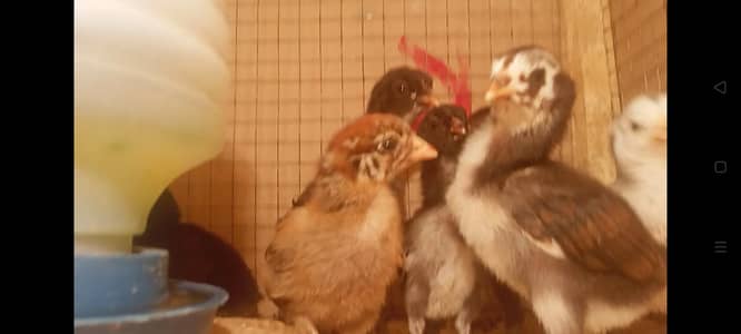 pure aseel chicks mianwali