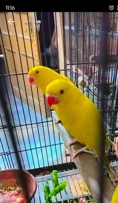 Yellow Parrot for Sale