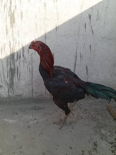 for sale hai full thai ka hai