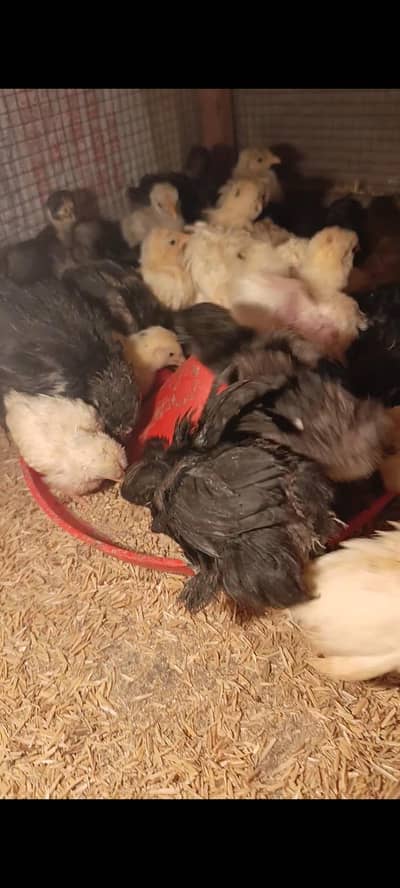 Bantam white black 1 month