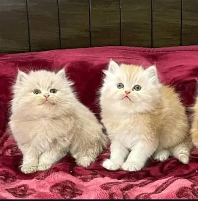Persian kittens triple coat pair for sale contact whatsap 03013273082