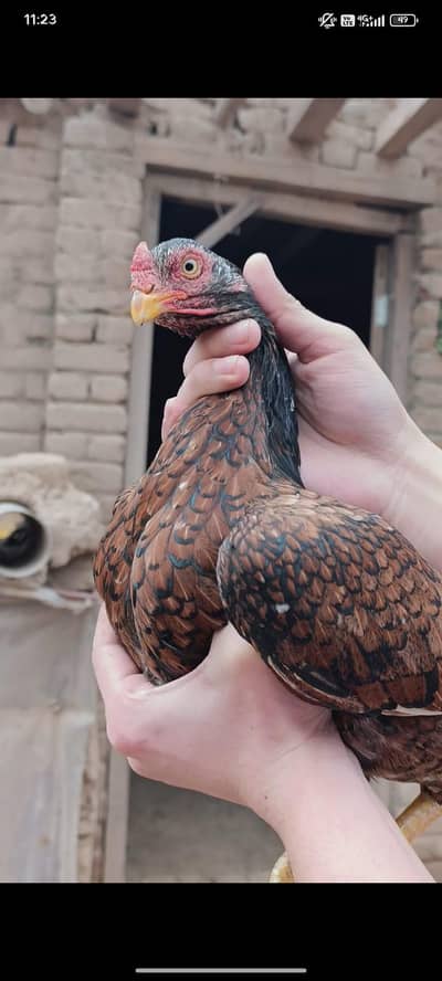 Aseel daiya for sale. . . Contact 0318 9477835