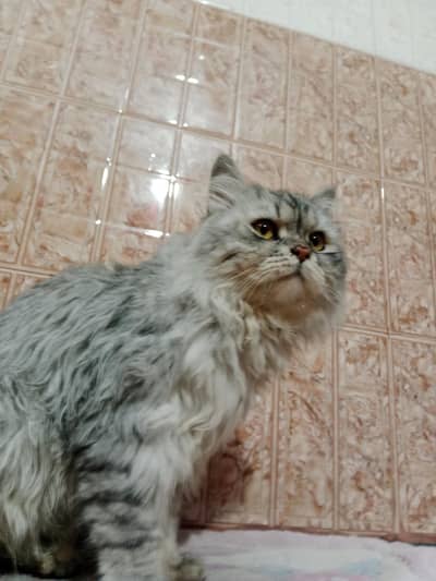 Persian cat
