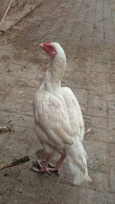 heera pair for sell home bird