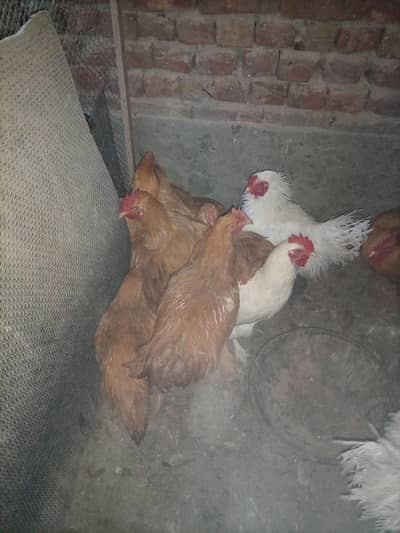 golden buff,white buff, polish black ,grey ,