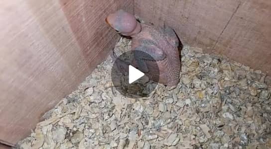 ringneck chicks available home breed