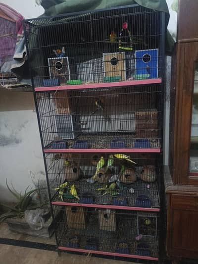 Love birds pair all type and Australian active breeder pair
