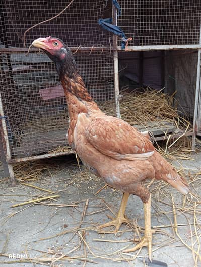 pure aseel pair only serious buyer contact