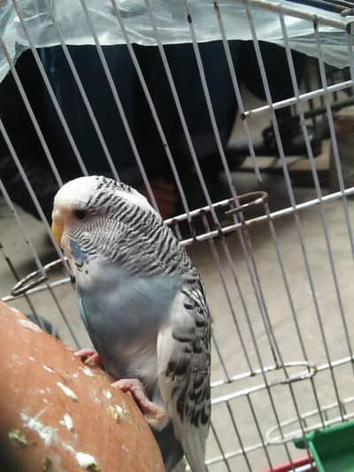 beautiful under exhibition pair and 1 under exhibition tcb female