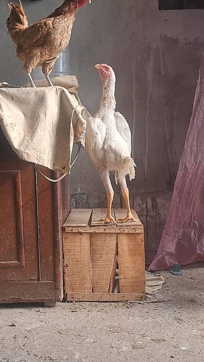 king size o shamo paper white 4 month pair