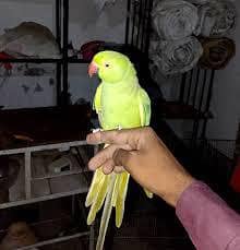 female plit yellow