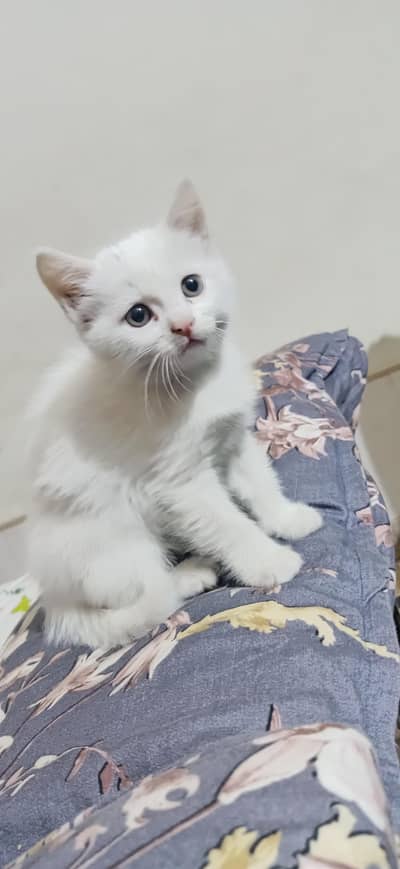 white cat phone number 03057445619