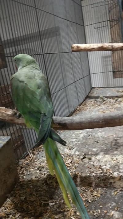 raw pair available male ghr ka hy female breeder hay