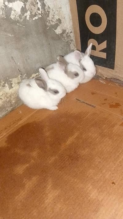 1 Female 3baby Female red eyes 3 Baby  in 20 day