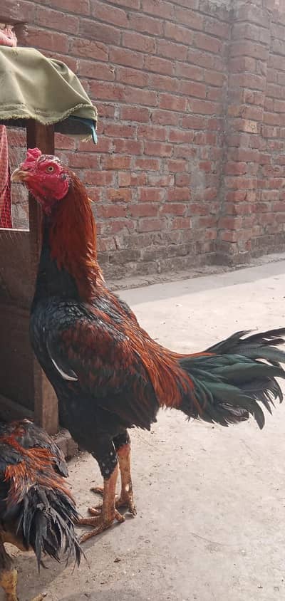 pakoya aseel original