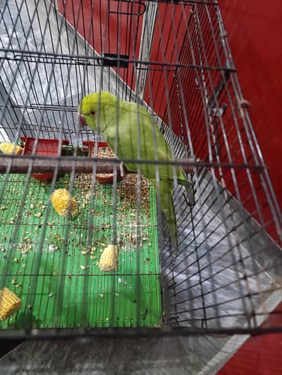 nail tail fly ok male female