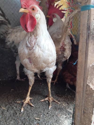 farme breed but ghar k paly howy daesi khurak kha kar paly