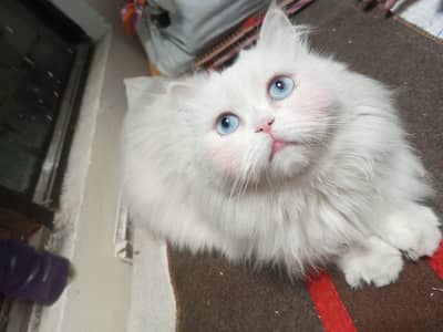 punch face cat female for sale with kitten