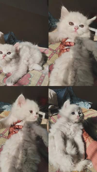 Male Persian kitten for Sale