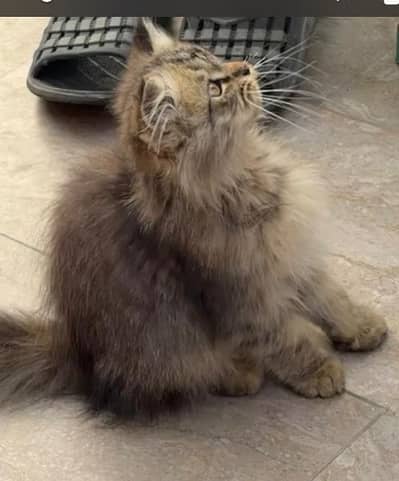 persian kitten