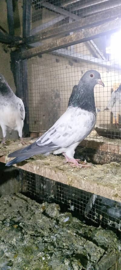 Goldan paths7. kaly far sail