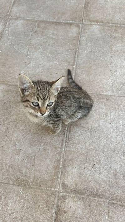 cute little Oreo  make kitten
