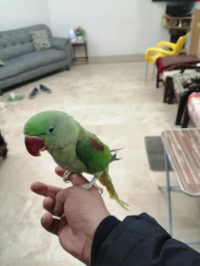 raw parrot for sale