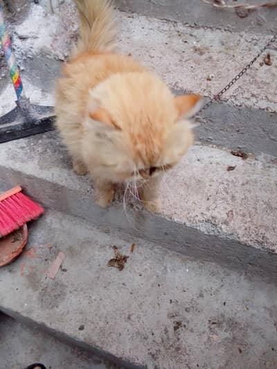 passion cats for sale