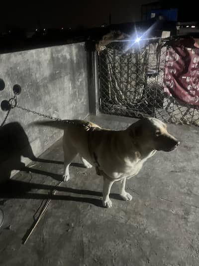 American & British Labrador Pair for sale