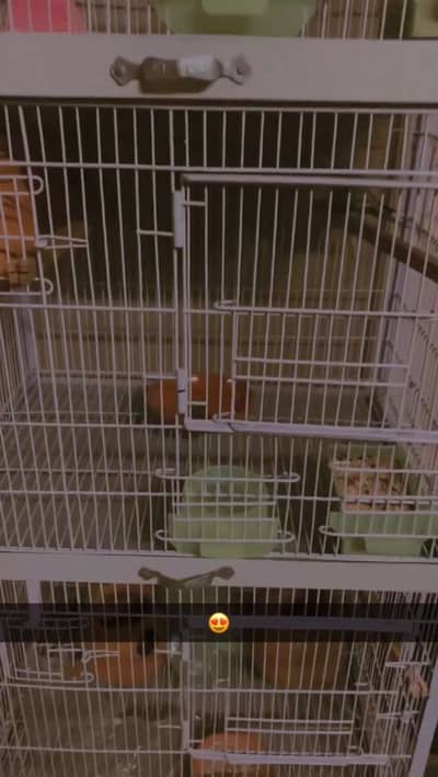 Birds cage for buggies, love birds and others