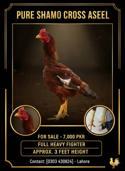 Mash Allah Heavy Size Aseel Murghay (shamo)