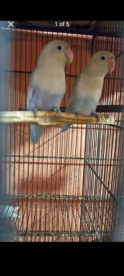 White Blue Albino Phattay