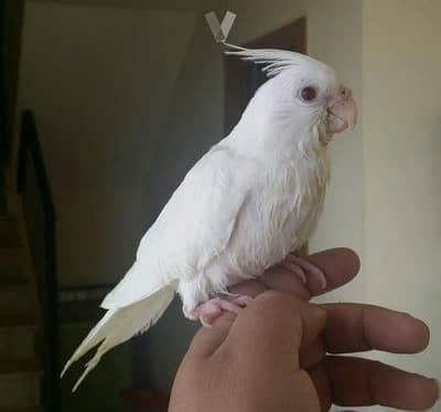 Cockatiel chicks / Handtame cockatiel / cockatiel breeder with chicks