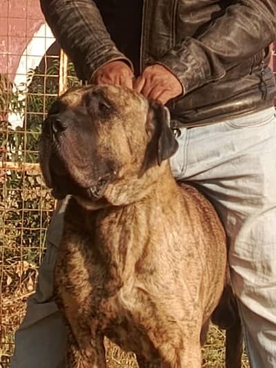 top line and Finest parisa dog  breed  available