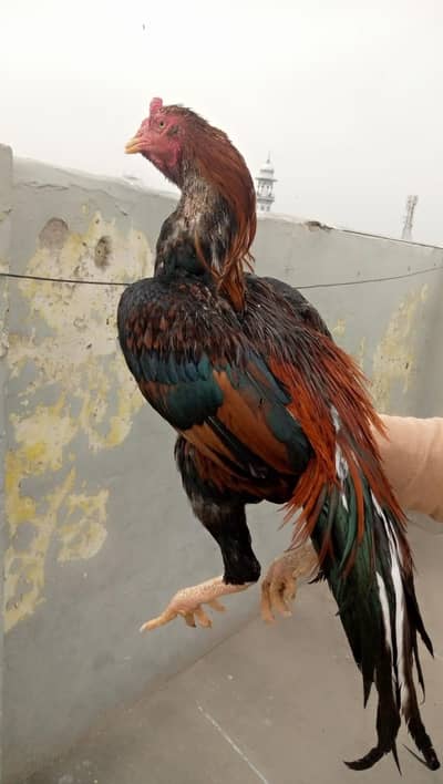 Pure Mianwali Aseel High Quality Breed Aseel for sale