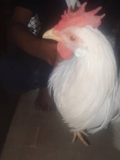 2hens male white hai. 1hen asli hai cntct 03322044827