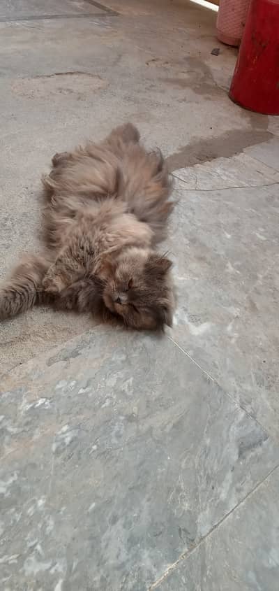 Persian Triple coated Female