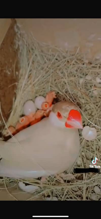 Fawn Java breeder pairs and Male Bourke