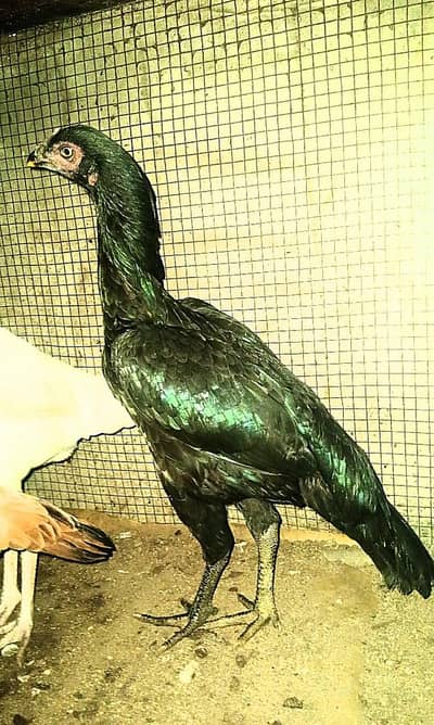 pure mianwali  male female and eggs