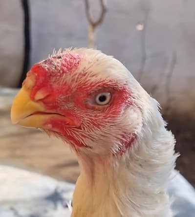 indian parrot beak/ parrot beak hen/ hen