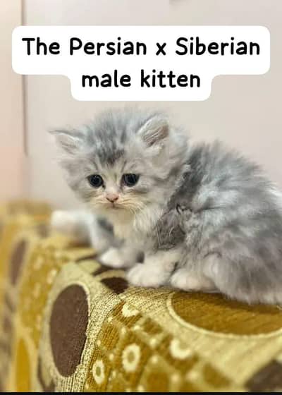 Pure persian high quality kittens for sale