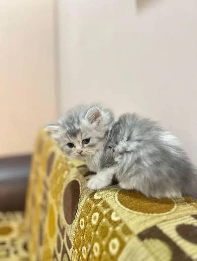 Pure persian x Siberian high quality kitten for sale