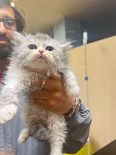 Pure persian x Siberian high quality kitten for sale