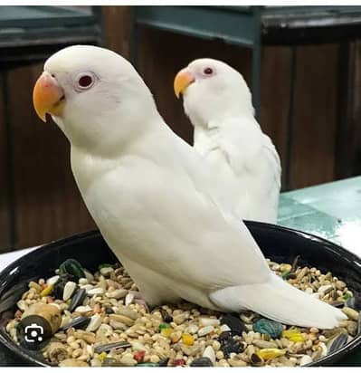 Breeding pair for sale 100℅ breeder